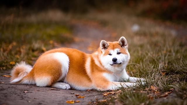 Akita Inu