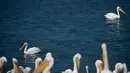 Pelikan berenang di waduk Mishmar HaSharon, Israel saat bermigrasi ke Afrika, 15 Oktober 2017. Ribuan pelikan mampir ke Israel saat perjalanan dari Eropa menuju Afrika untuk beradaptasi selama musim dingin. (AP/Ariel Schalit)