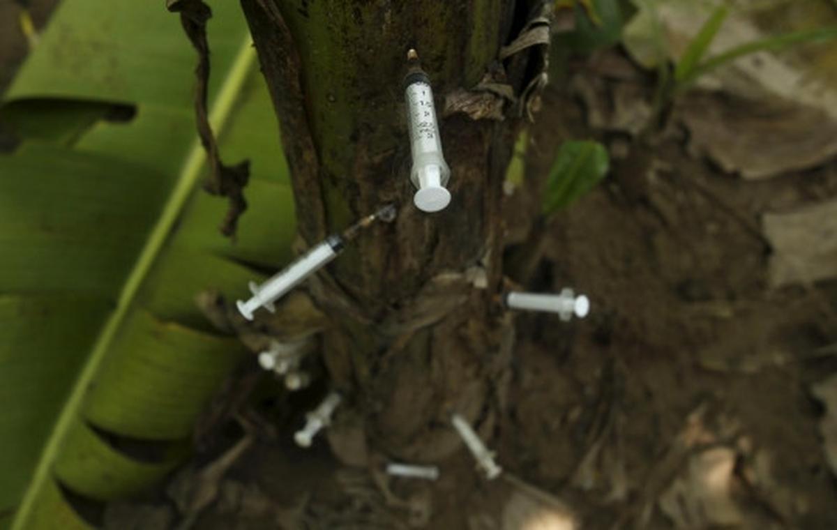 Potret suram pecandu heroin simpan jarum suntik di pohon pisang
