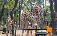 Ragunan Antisipasi Lonjakan Pengunjung Libur Lebaran dengan 27 Titik Parkir