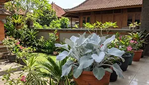 7 Tanaman Hias dengan Daun Berbulu yang Cocok untuk Taman dan Indoor