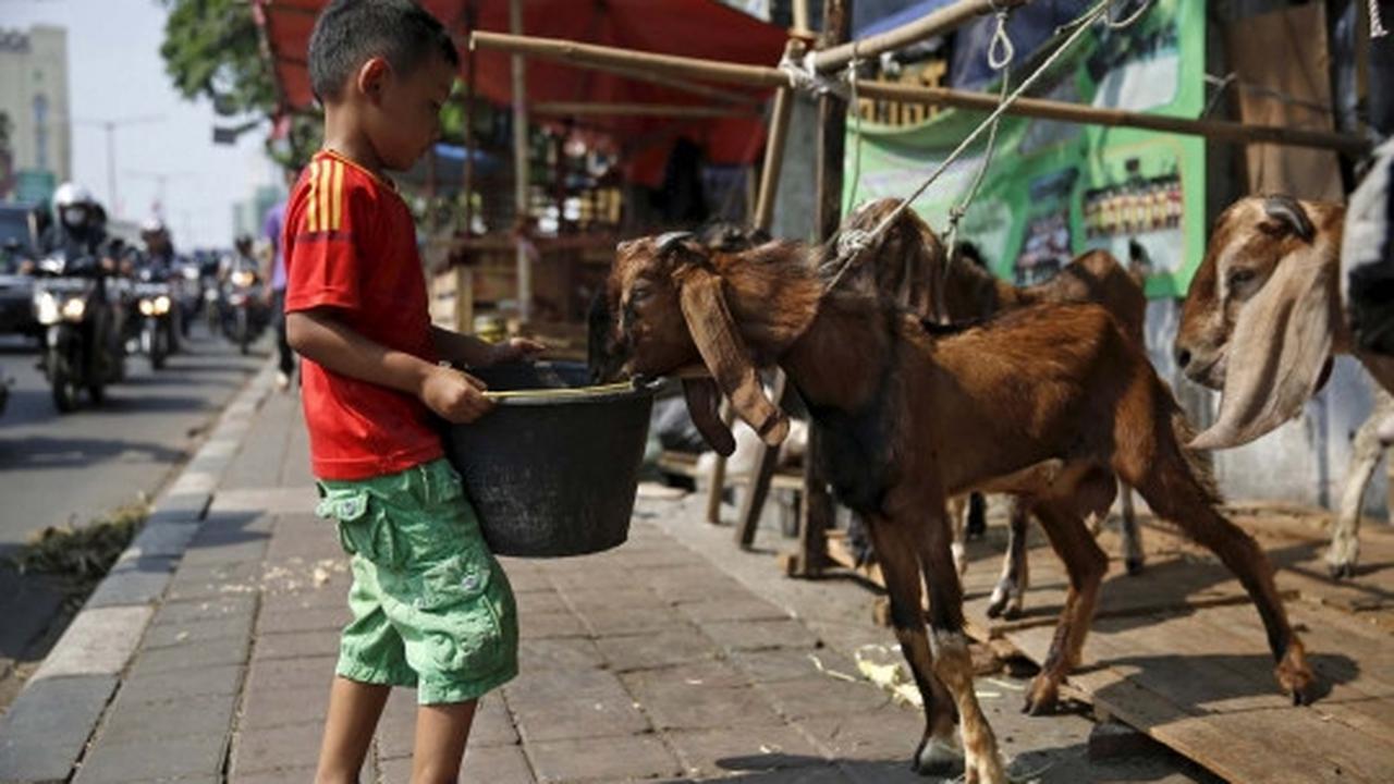 Kisah semangat bocah penjaga dagangan hewan kurban