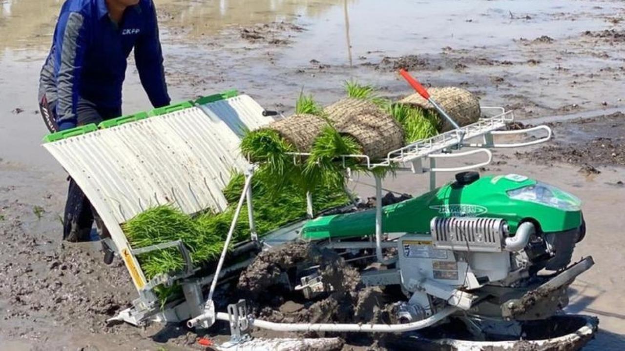 DKPP Kota Madiun Dorong Percepatan Tanam Antisipasi Puncak Kemarau, Lindungi Petani