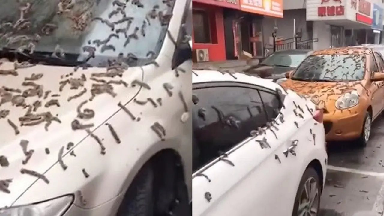 Viral Hujan Ribuan Cacing di China, Fenomena Aneh Bikin Warga Heboh