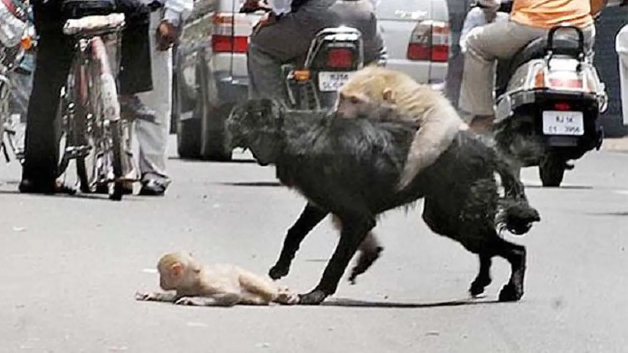 Induk Monyet Pertaruhkan Nyawa Selamatkan Anak dari Terkaman Anjing