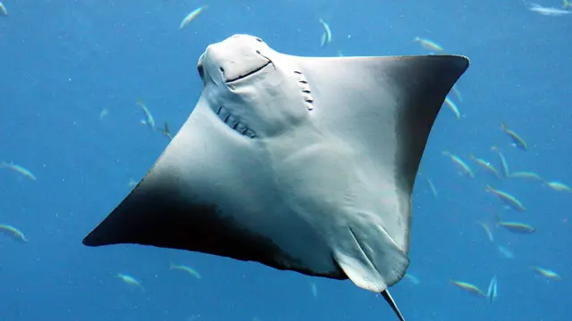 Mengenal Racun Sengatan Ikan Pari