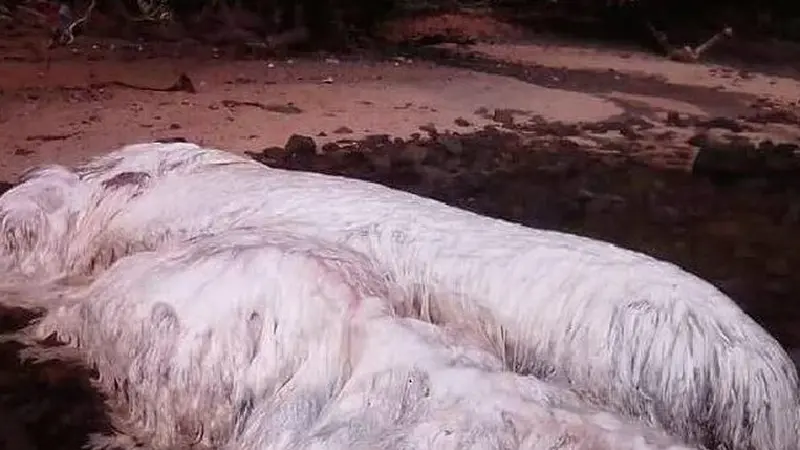 Misteri Makhluk Berbulu Putih Terdampar di Pantai Filipina 