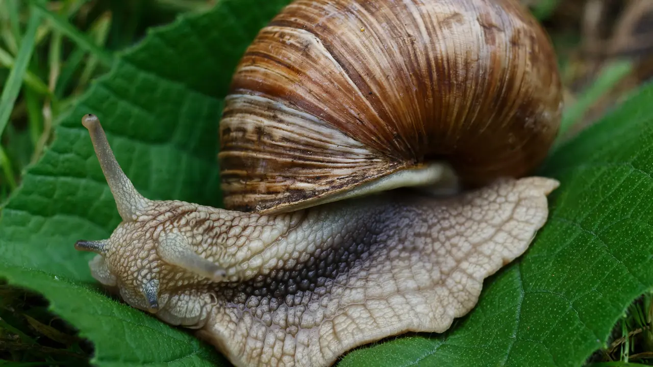 siput