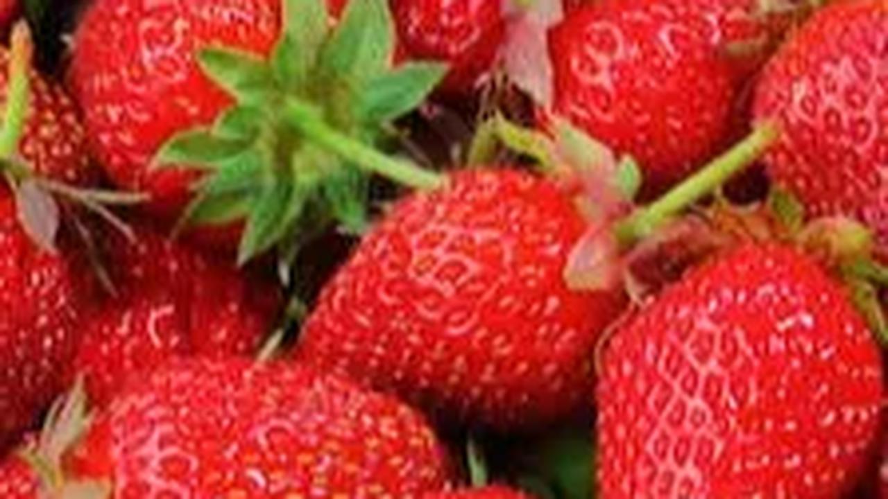 Apa Itu Strawberry Generation? Mengapa Mereka Rapuh? Ini Penjelasannya