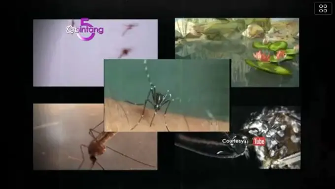 [Bintang] Bintang 5: Istana Terangker, Nyamuk Berbahaya, Makam Termewah