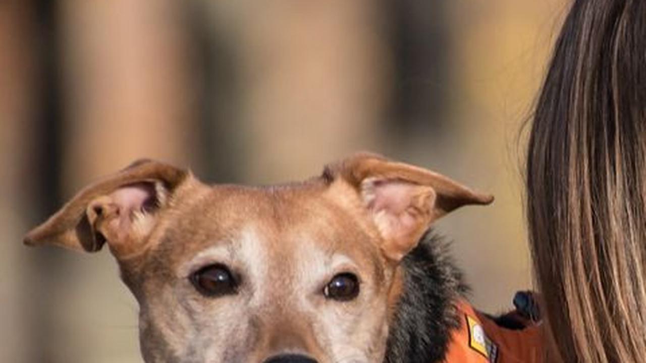 Cegah Rabies, Ini 3 Langkah Penting saat Digigit Anjing