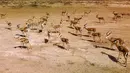 Pandangan udara ini menunjukkan rusa Rhim merumput di suaka margasatwa Sawa di gurun Samawa di provinsi selatan Irak al-Muthanna pada 8 Juni 2022. Kurangnya dana serta kurangnya hujan telah membuat mereka kekurangan makanan, karena kekeringan di negara itu mengeringkan danau dan hasil panen turun. (Asaad NIAZI / AFP)
