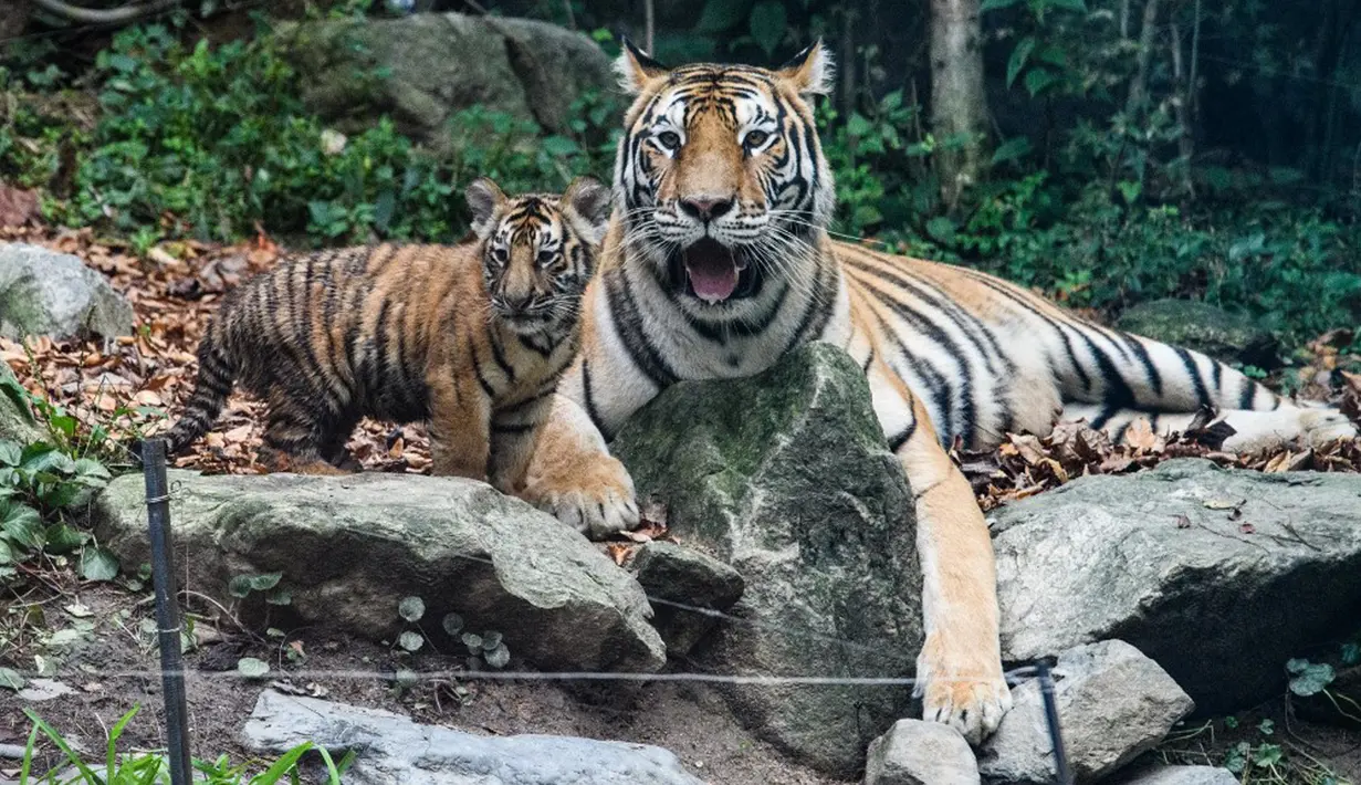 Harimau Siberia betina dan spesies langka Kelas 1 yang dilindungi oleh pemerintah Geon-gon terlihat bersama salah satu dari lima anaknya di kebun binatang taman hiburan Everland, Yongin, Provinsi Gyeonggi-do, Korea Selatan, 30 September 2021. (ANTHONY WALLACE/AFP)