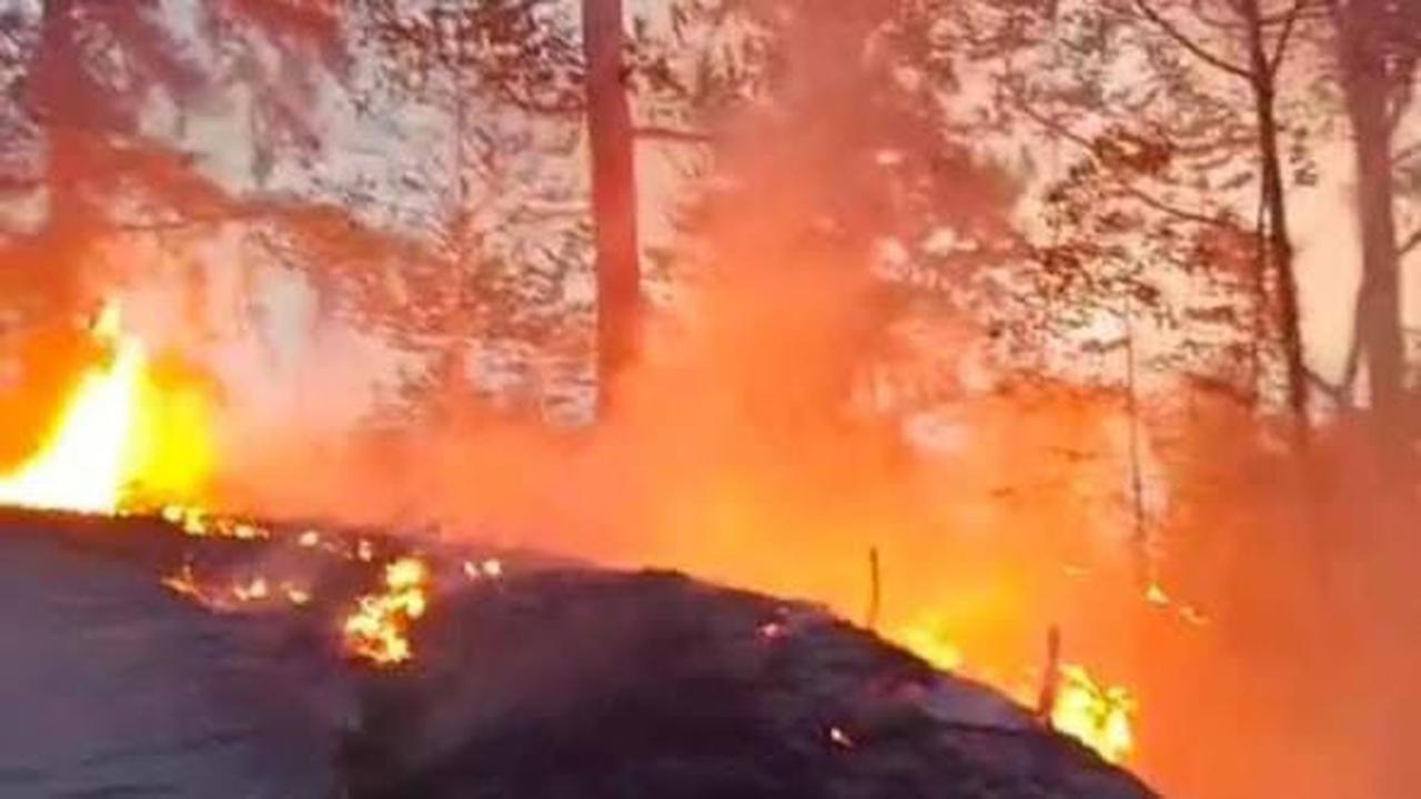 Kisah Tragis Padayya, Gugur saat Padamkan Kebakaran Hutan di Toraja Utara
