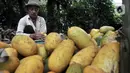Haji Ruming (72) membersihkan timun suri hasil panen di perkebunan kawasan Limo, Depok, Jawa Barat, Senin (4/5/2020). Bapak dari 4 anak yang telah puluhan tahun menggeluti bisnis timun suri mengatakan penjualan tahun ini menurun 40 persen dari Ramadan tahun sebelumnya. (merdeka.com/Iqbal S. Nugroho)