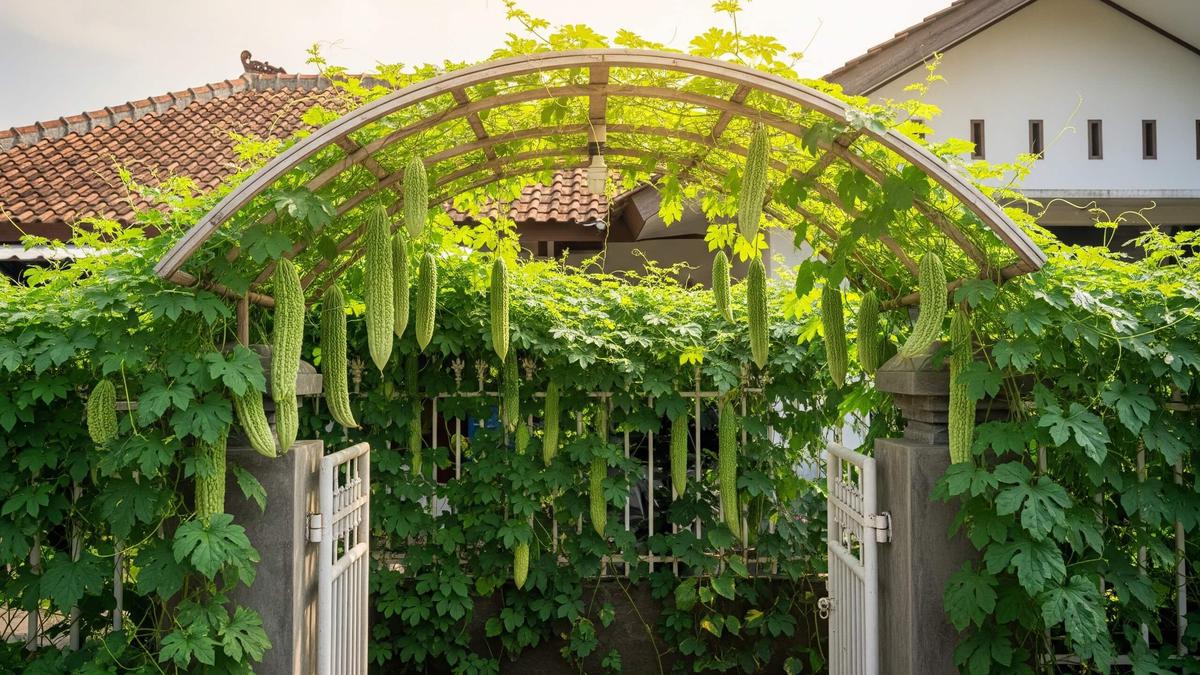 7 Inspirasi Kebun Pare Rambat di Pagar Rumah Kecil, Asri, Produktif, dan Hemat Lahan