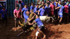 Seorang peserta India mencoba menaklukkan seekor banteng di festival tahunan menjinakkan banteng, Jallikattu, di Desa Avaniyapuram di pinggiran Madurai, Negara Bagian Tamil Nadu, India, pada 15 Januari 2020. (Xinhua/Stringer)
