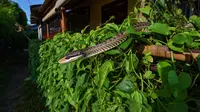 Tanaman Rambat di Rumah Ini Disukai Ular