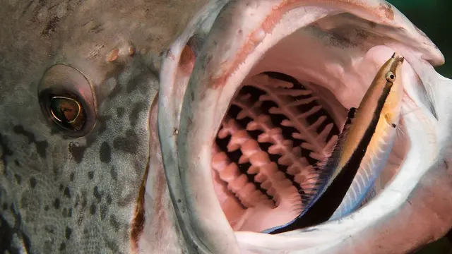 Cleaner Fish