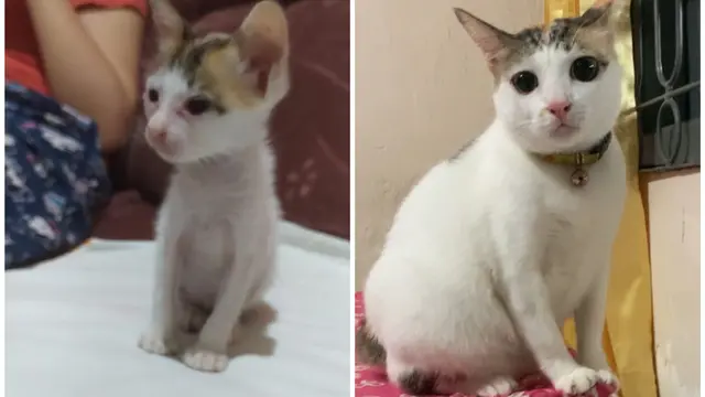 7 Potret Transformasi Kucing Liar Sebelum dan Sesudah Diadopsi Bikin Haru