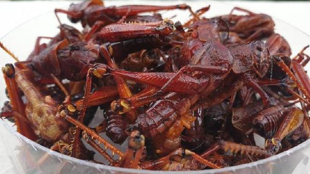 Fakta Menarik Hewan Belalang Kayu di Gunungkidul, Dijadikan Sumber Protein