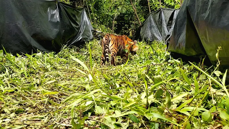 Perjalanan 8 Jam untuk Melepas Sepasang Harimau Sumatera Bersaudara