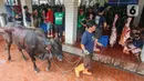 Penyembelihan hewan kurban di Masjid Istiqlal dilakukan pada Sabtu 7 Juni 2025. (Liputan6.com/Angga Yuniar)