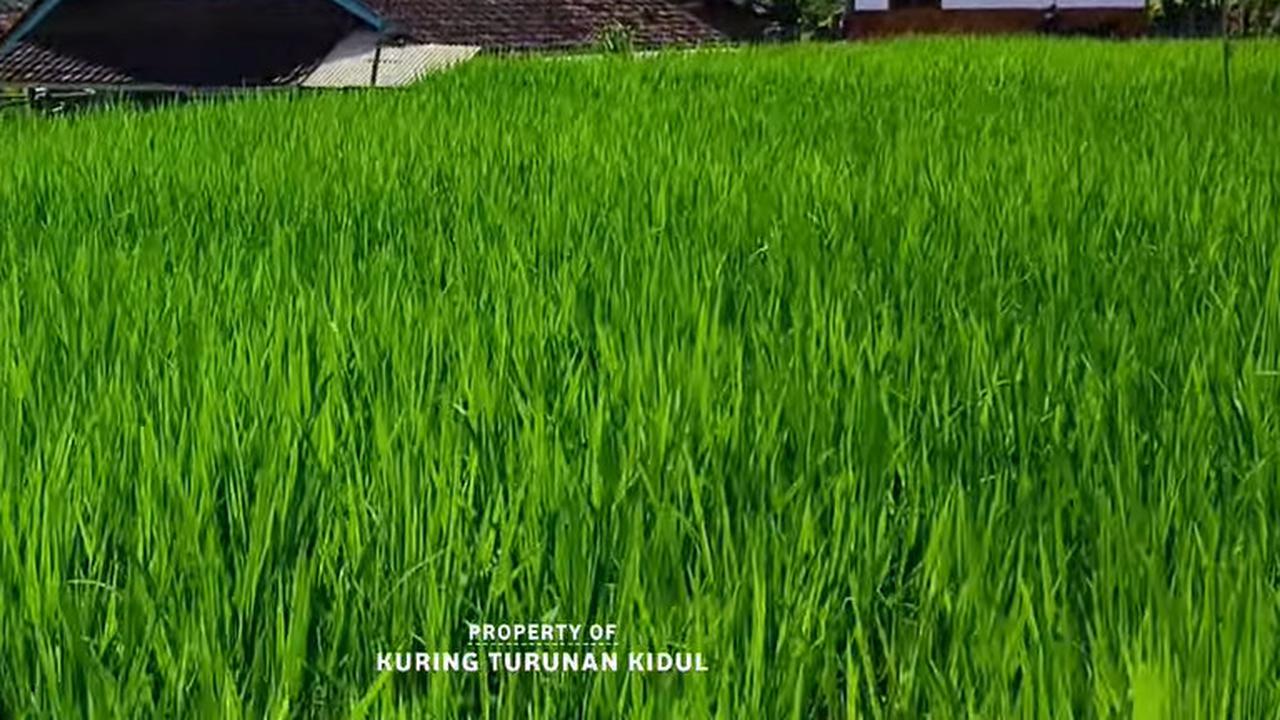 Warung Kopi di Kampung Terpencil Tasikmalaya Ini Suguhkan Pemandangan Sawah Hijau dan Bukit Berkabut