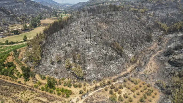 Penampakan Hutan di Turki Usai Kebakaran