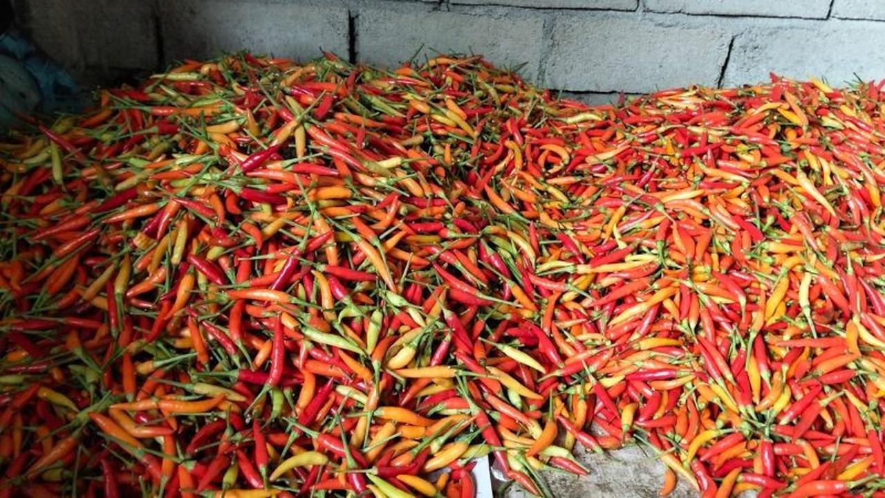 Harga Cabai Rawit Mataram Meroket Jelang Ramadan, Tembus Rp110 Ribu per Kg