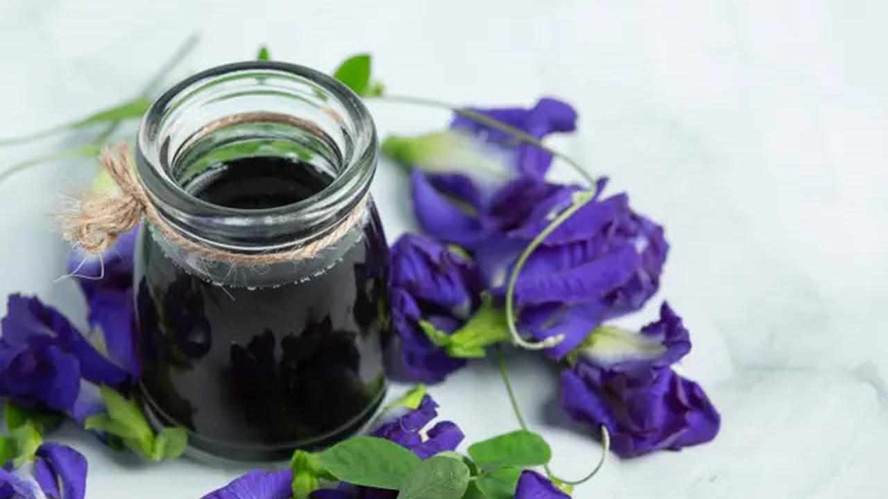 Cara Merebus Bunga Telang untuk Menurunkan Gula Darah hingga Hipertensi, Mudah dan Ampuh