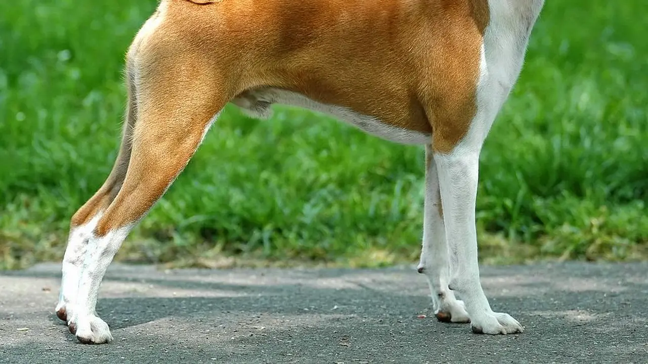 Anjing Ini Bertingkah Seperti Kucing dan Tidak Bisa Menggongong