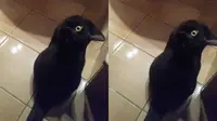 Jadi Perdebatan, Ini Foto Kucing atau Burung Gagak?