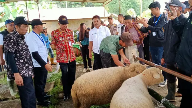 domba batur 2