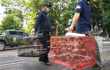 Begini Cara Kemenhut Tutup Celah Perdagangan Satwa Ilegal