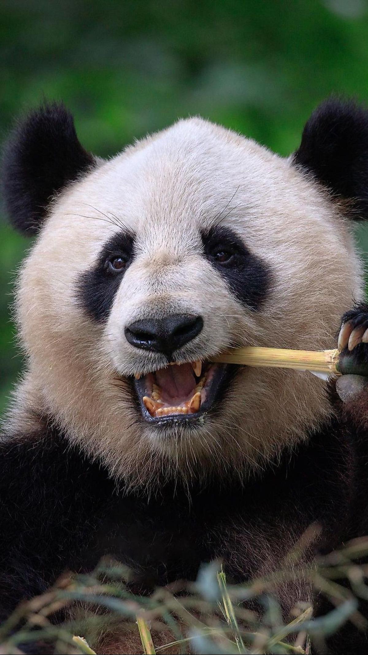 <b>Faktor yang Mengancam Panda</b>