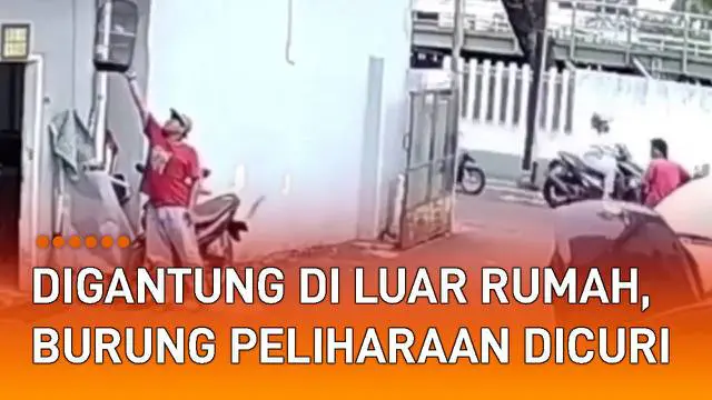 Aksi dua orang oknum pria curi burung peliharaan terekam CCTV