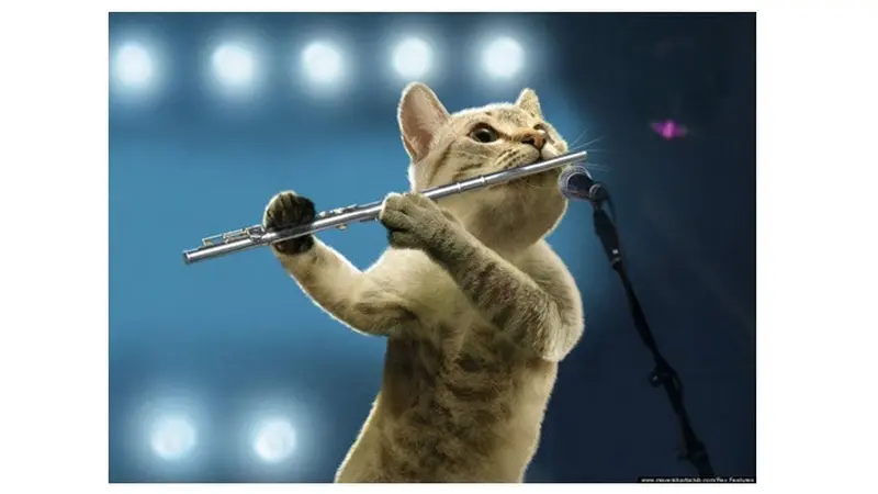 Potret Lucu Kucing Saat Bermain Alat Musik Ini Bikin Gemas