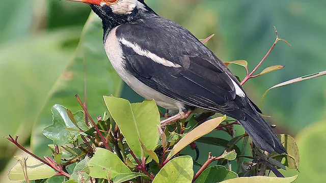 10 Jenis Burung Hias Populer di Indonesia dan Harganya, Ada yang Punya Suara Merdu