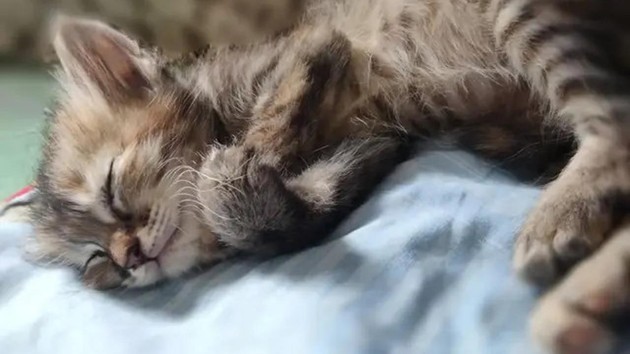 Panduan Memberi Makan Anak Kucing Sesuai Usia, Nutrisi Tepat untuk Si Anabul Kecil