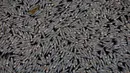 Ribuan ikan mati membusuk dan mengapung di Laguna Rodrigo de Freitas, Rio de Janeiro, Brasil, Jumat (21/12). Ahli biologi menduga panas ekstrem yang disebabkan oleh El Nino mengakibatkan sekitar 21 ton ikan mati dalam tempo singkat. (AP/Silvia Izquierdo)