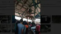 Detik-Detik Menegangkan Harimau di Mandailing Natal Tewas Ditombak Warga