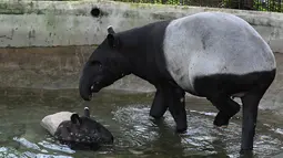 Tapir Malaya bersama anaknya bernama Sutera bermain di kolam renang di taman Night Safari di Singapura (7/10/2019). Tapir Betis yang terancam punah, lahir 25 Juli 2019 adalah generasi keempat dari tapir Malaya yang lahir di taman margasatwa malam pertama di dunia. (AFP Photo/Roslan Rahman)