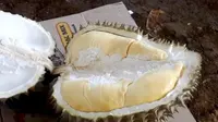 Penampakan khas durian Montong Cane, kuning oranye, dengan daging buah tebal, biji kecil dan aroma kuat dan rasa yang legit. (Foto: Liputan6.com/Muhamad Ridlo)