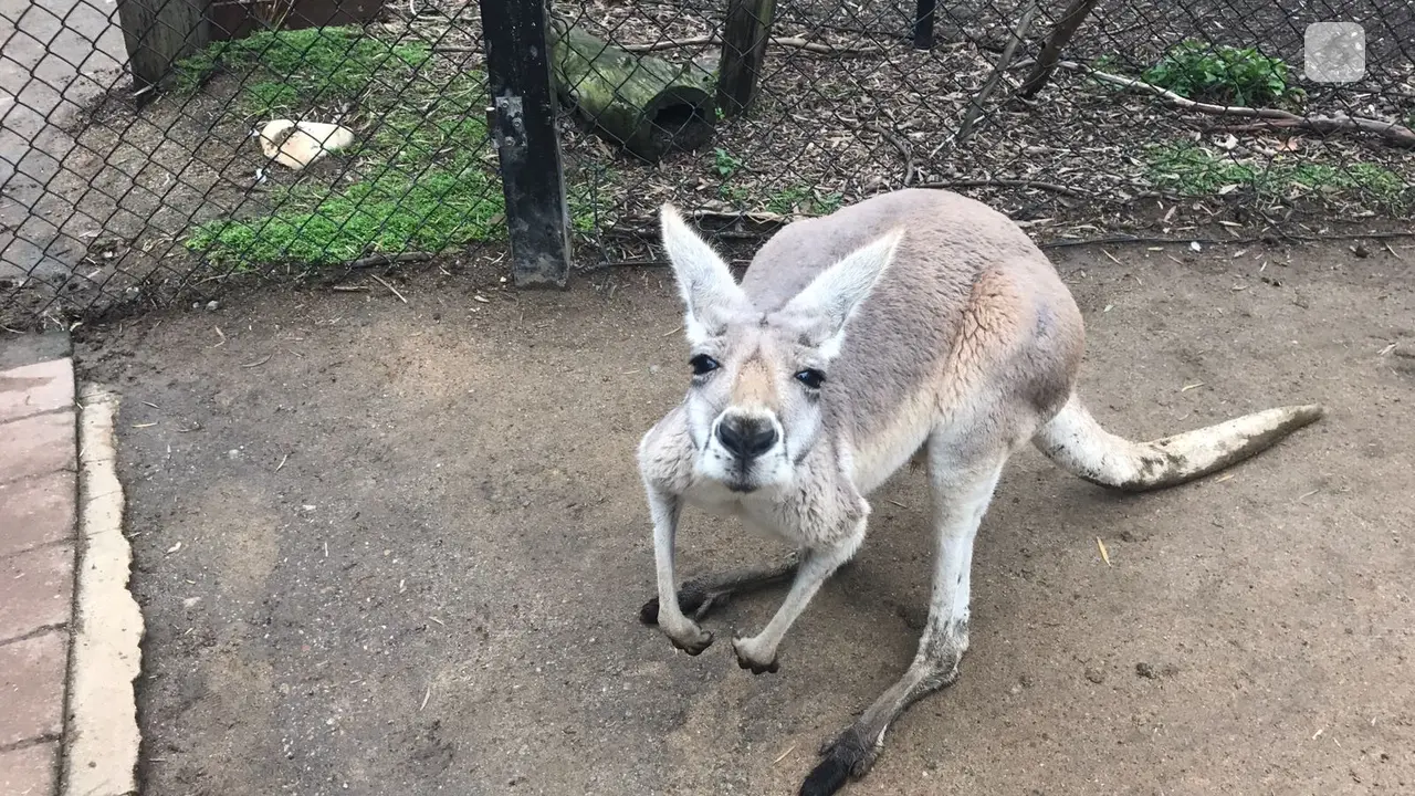 Currumbin Wildlife Sanctuary