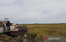 Petani Wajib Lapor Rencana Panen Padi Penajam Paser Utara, Optimalkan Serapan Gabah