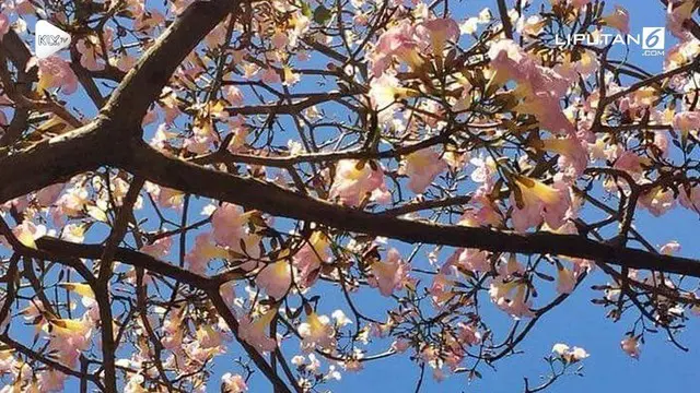 Viral bunga Tabebuya yang mekar di Surabaya. Warganet mengibaratkan mekarnya Tabebuya seperti bunga Sakura di Jepang.