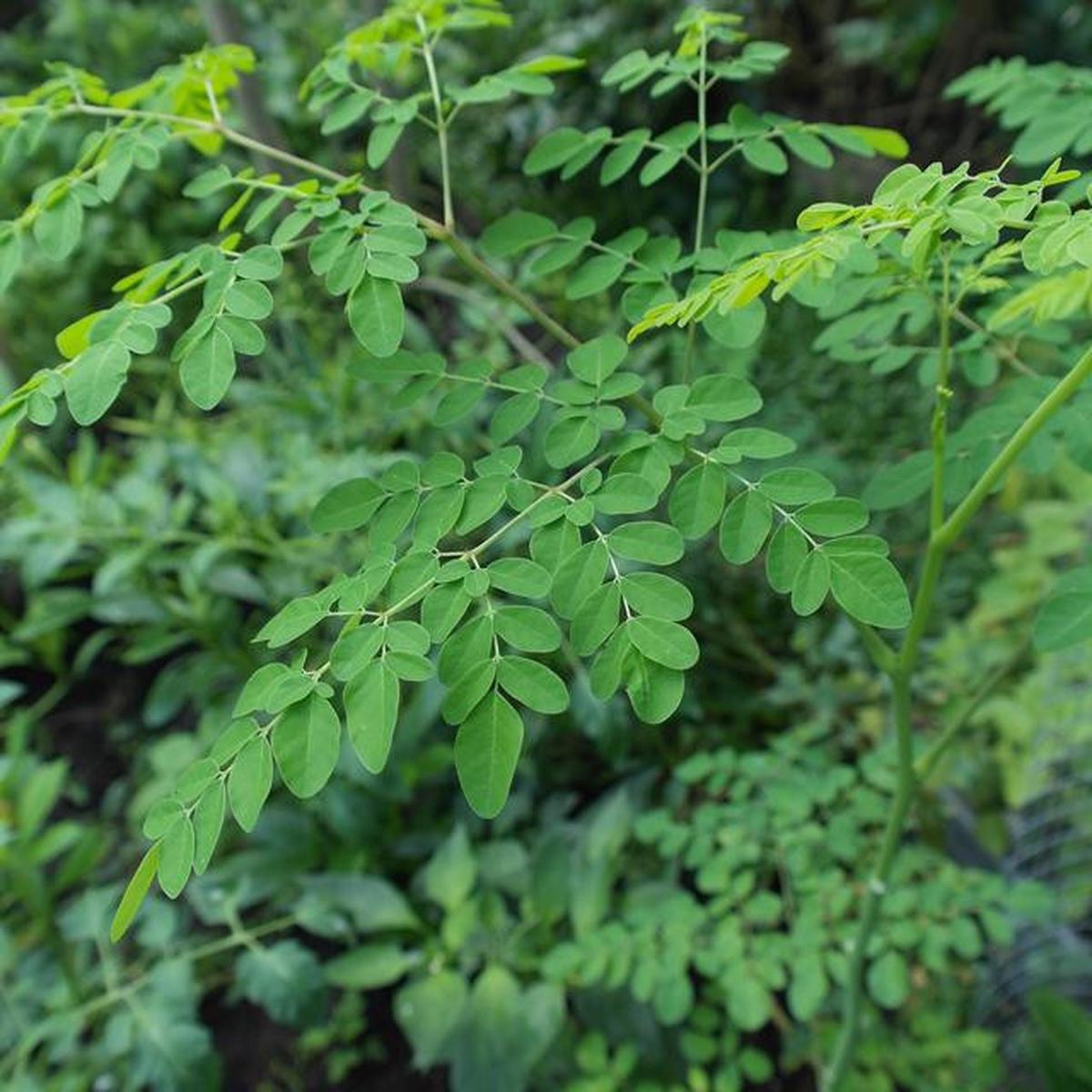 10 Manfaat Daun Kelor Si Superfood yang Kaya Nutrisi dan Khasiat Medis