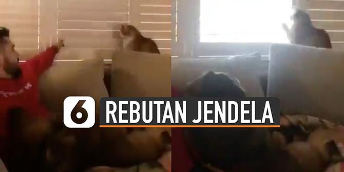 VIDEO: Kocak, Kucing dan Majikan Rebutan Buka-Tutup Jendela