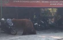 Heboh Orang Utan Solo Safari Lepas, Masuk ke Warung Ayam Goreng
